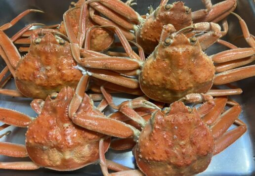 松葉ガニ解禁　宮津　茶六本館