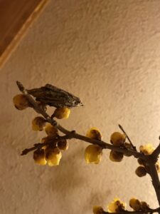 蝋梅　宮津市　茶六本館