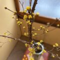 冬の花たち